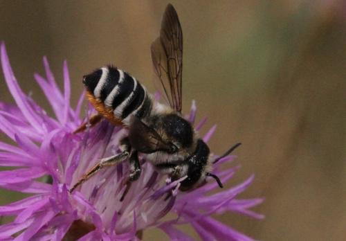 Réf. 187 062 : Megachile albisecta